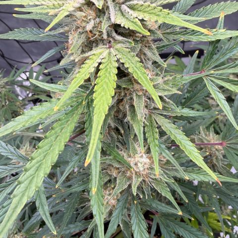 La Golden Gorilla growlog photo: Week 12