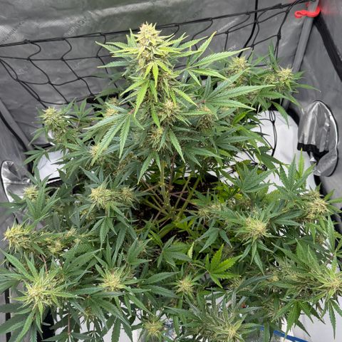 La Golden Gorilla growlog photo: Week 12