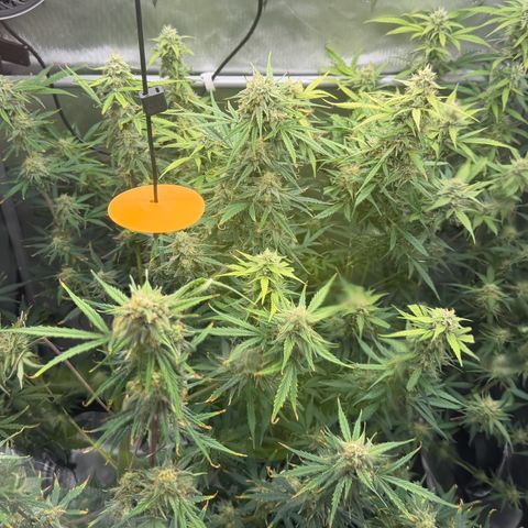 Gorilla Melon growlog timeline photo
