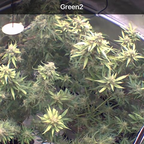 Gorilla Melon growlog photo: Northern Lights about 4 days from chop!