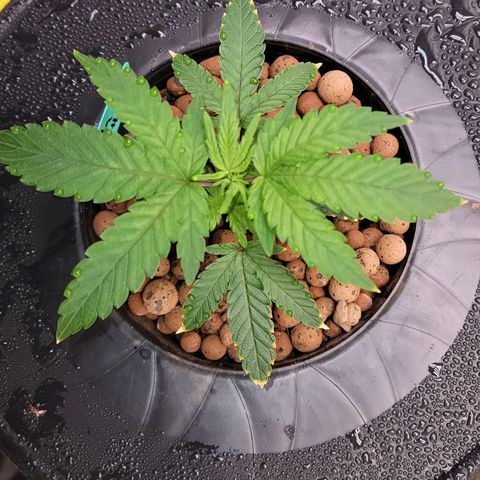 Gorilla Zkittlez growlog timeline photo