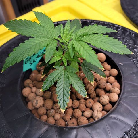 Gorilla Zkittlez growlog timeline photo