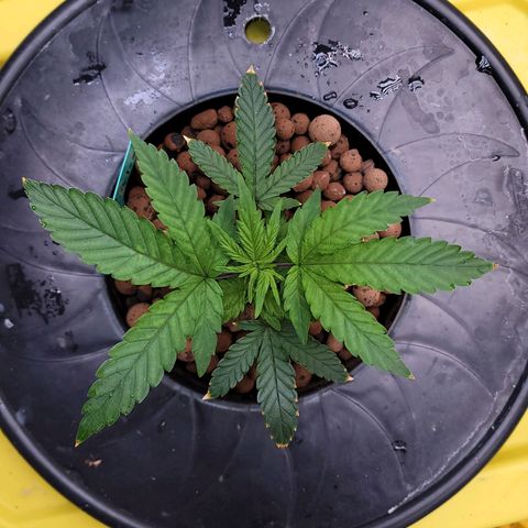 Gorilla Zkittlez growlog timeline photo