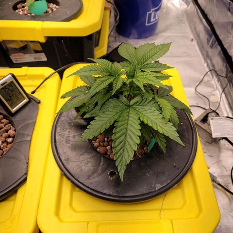 Gorilla Zkittlez growlog timeline photo