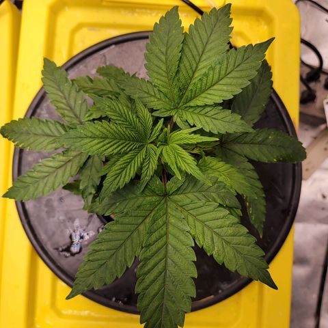 Gorilla Zkittlez growlog timeline photo