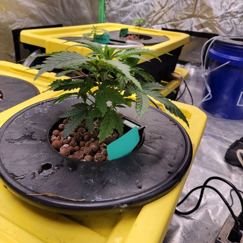 Gorilla Zkittlez growlog timeline photo