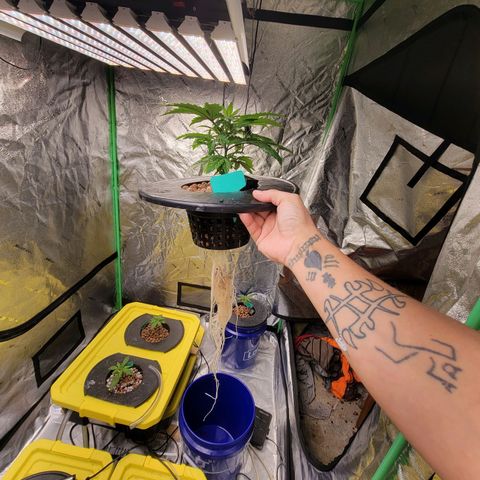 Gorilla Zkittlez growlog timeline photo