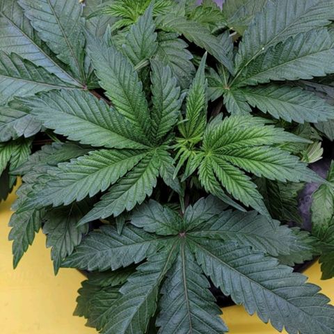 Gorilla Zkittlez growlog timeline photo