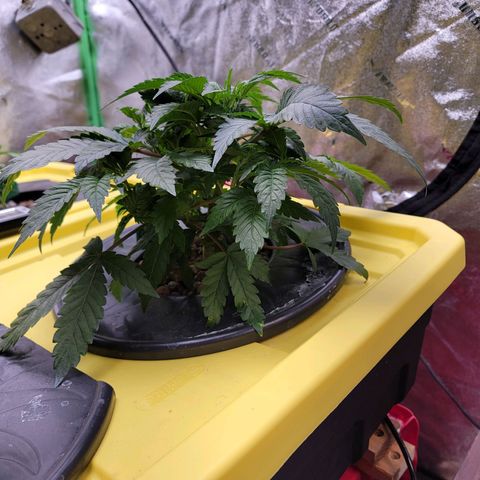 Gorilla Zkittlez growlog timeline photo
