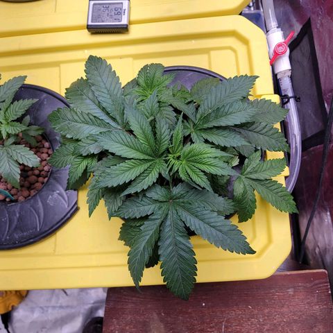 Gorilla Zkittlez growlog timeline photo