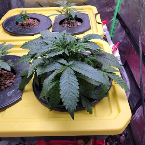 Gorilla Zkittlez growlog timeline photo