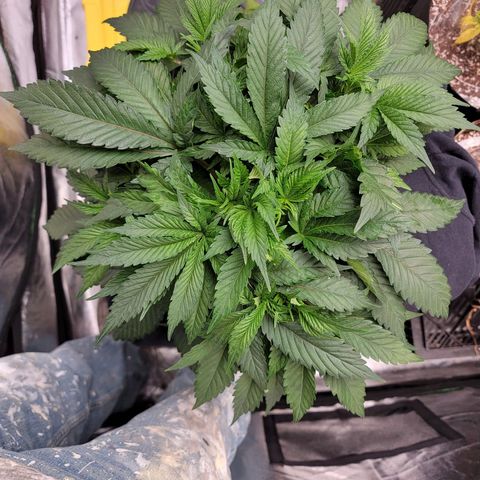 Gorilla Zkittlez growlog timeline photo