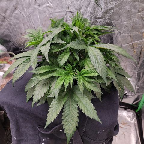 Gorilla Zkittlez growlog timeline photo