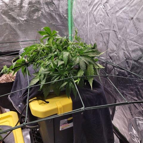Gorilla Zkittlez growlog timeline photo
