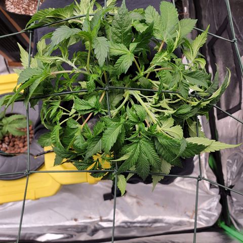 Gorilla Zkittlez growlog timeline photo