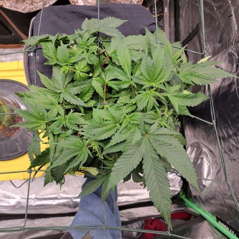Gorilla Zkittlez growlog timeline photo