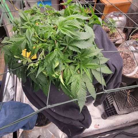 Gorilla Zkittlez growlog timeline photo