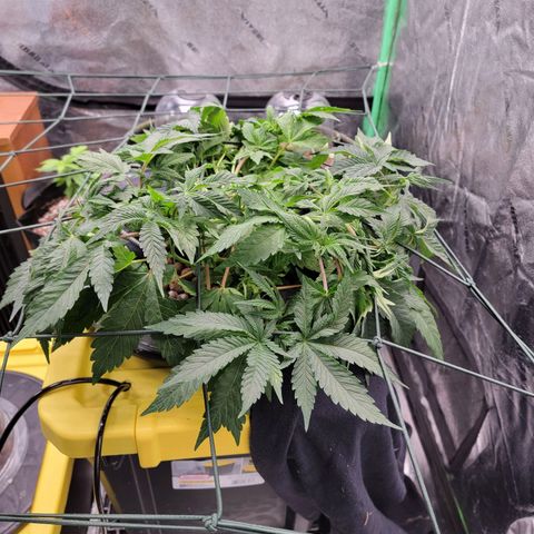 Gorilla Zkittlez growlog timeline photo