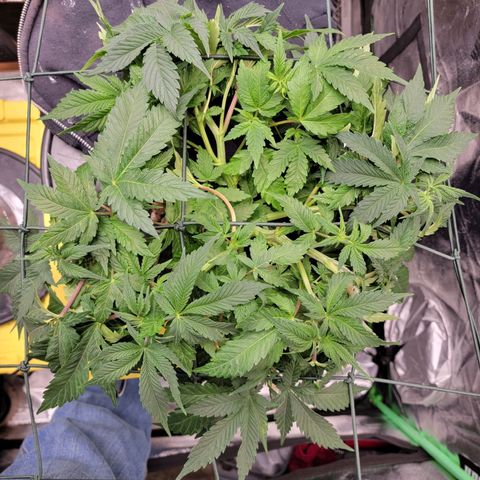 Gorilla Zkittlez growlog timeline photo