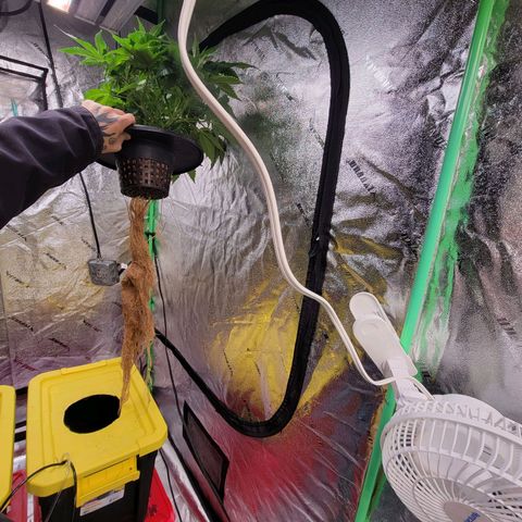 Gorilla Zkittlez growlog timeline photo