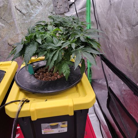 Gorilla Zkittlez growlog timeline photo
