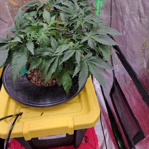 Gorilla Zkittlez growlog timeline photo