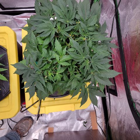 Gorilla Zkittlez growlog timeline photo