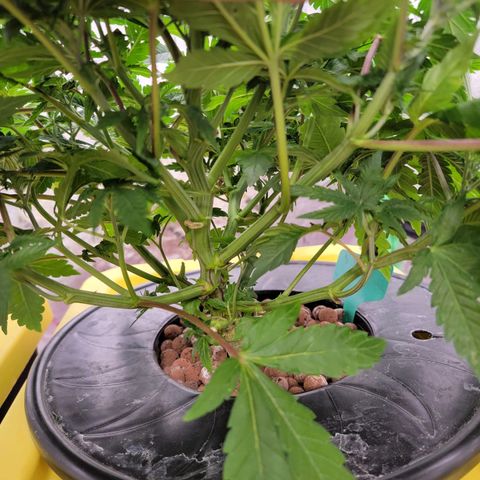 Gorilla Zkittlez growlog timeline photo