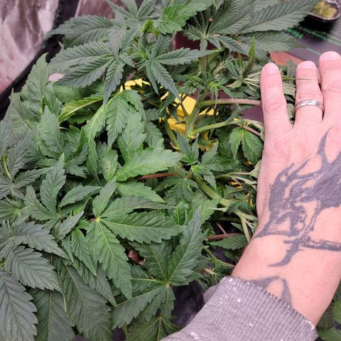Gorilla Zkittlez growlog timeline photo
