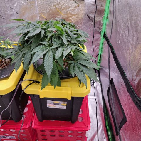Gorilla Zkittlez growlog timeline photo