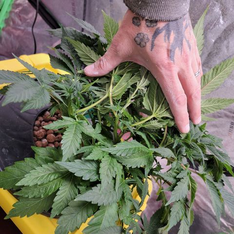Gorilla Zkittlez growlog timeline photo