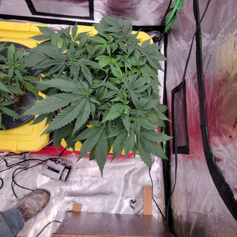 Gorilla Zkittlez growlog timeline photo