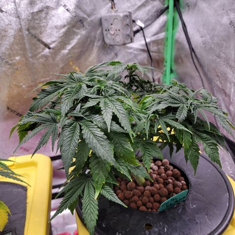 Gorilla Zkittlez growlog timeline photo