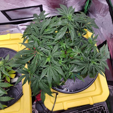 Gorilla Zkittlez growlog timeline photo