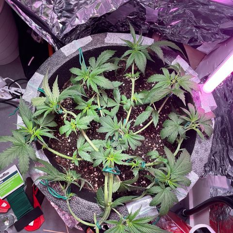 Miss Mary growlog timeline photo