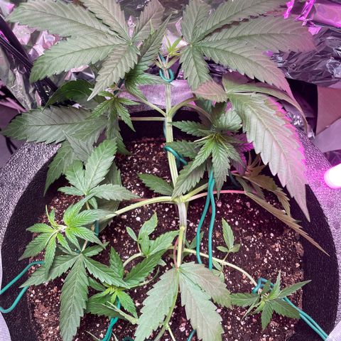 Miss Mary growlog timeline photo