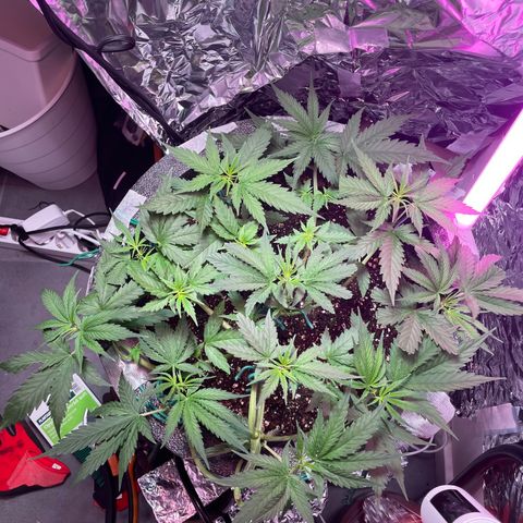 Miss Mary growlog timeline photo