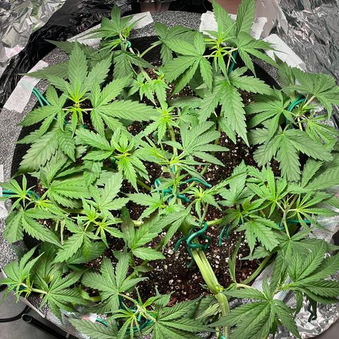 Miss Mary growlog timeline photo