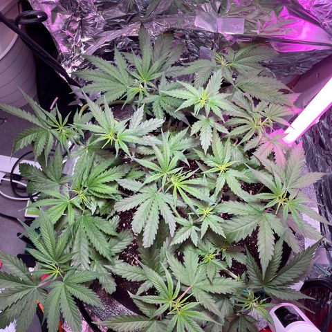 Miss Mary growlog timeline photo