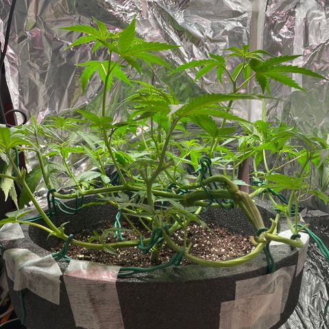 Miss Mary growlog timeline photo