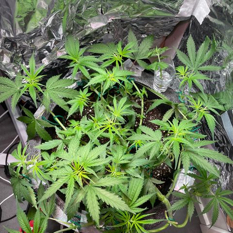 Miss Mary growlog timeline photo