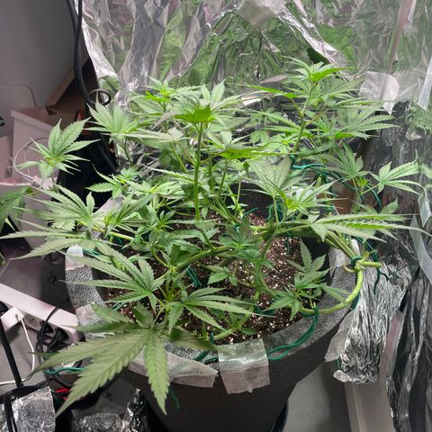 Miss Mary growlog timeline photo