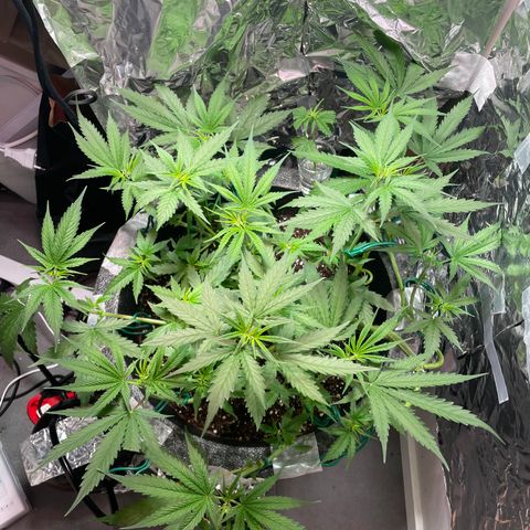 Miss Mary growlog timeline photo