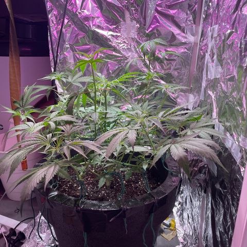 Miss Mary growlog timeline photo
