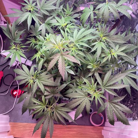 Miss Mary growlog timeline photo