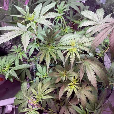 Miss Mary growlog timeline photo
