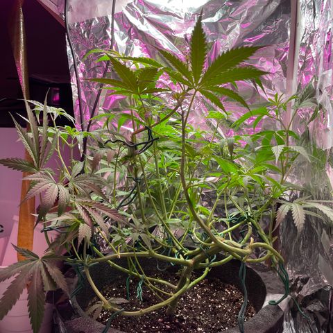 Miss Mary growlog timeline photo