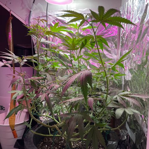 Miss Mary growlog timeline photo