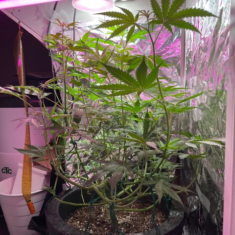 Miss Mary growlog timeline photo