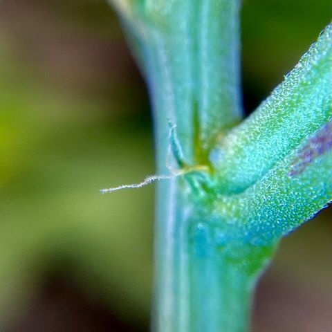 Miss Mary growlog timeline photo